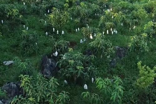 Sơn La: nâng cao chất lượng quả xoài để xuất khẩu