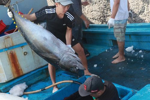 Ngư dân Khánh Hòa đón lộc sau chuyến câu cá ngừ đại dương xuyên Tết