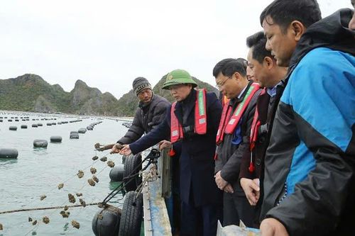 Phó Thủ tướng Trần Hồng Hà kiểm tra hoạt động nuôi trồng thủy sản tại huyện Vân Đồn