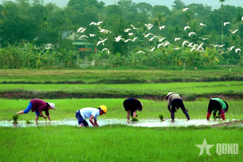 Huyện Hương Sơn (Hà Tĩnh): Nông dân hối hả ra đồng
