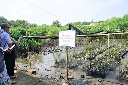 Bảo tồn gene cây dừa nước