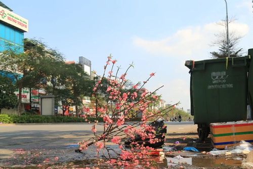 Hoa đào ngập tràn xe rác, vỉa hè ở Hà Nội