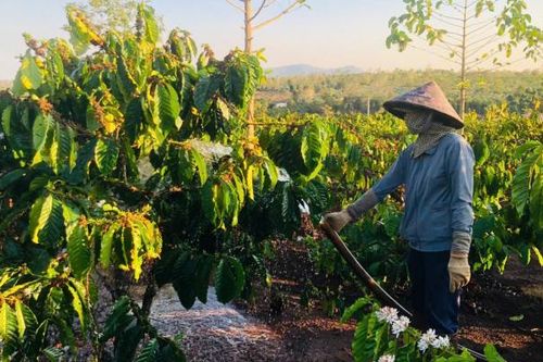 Nông dân Gia Lai tưới cà phê xuyên Tết chuẩn bị vụ mùa mới sau một năm bội thu