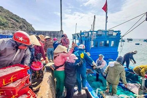 Ngư dân Bình Định 'hốt lộc' đầu năm