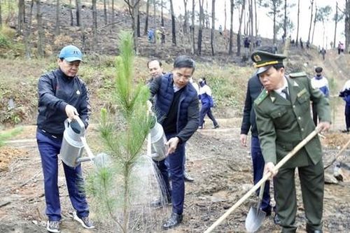 Phó Thủ tướng Trần Hồng Hà tham gia trồng 1.100 cây thông ở Quảng Ninh