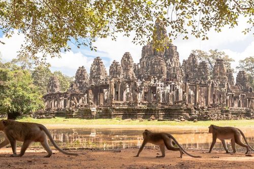 Khỉ hoang hung dữ, tấn công khách ở khu đền nổi tiếng