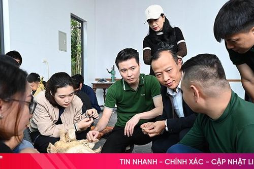 Mỗi hộ làng trầm hương Hà Tĩnh thu gần 260 triệu đồng/năm
