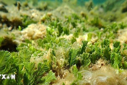 Sinh cảnh chuyển tiếp tại Núi Chúa - chìa khóa bảo tồn đa dạng sinh học