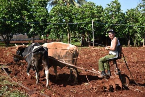 Chính phủ Cuba ưu tiên sản xuất lương thực
