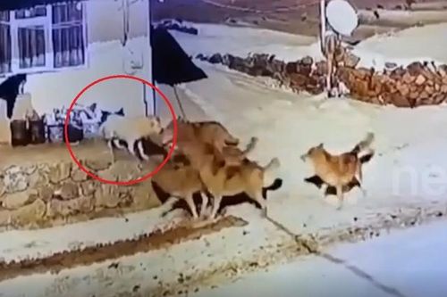 Chó nhà một mình đối đầu 6 chó sói và cái kết bất ngờ