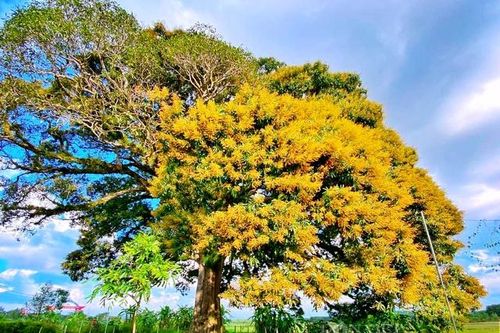 Kỳ bí cây trôi 800 tuổi chỉ nở hoa một bên