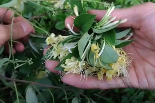 Hoa dại mang tên 'vàng bạc', phơi khô bán đút túi 2 triệu đồng/kg
