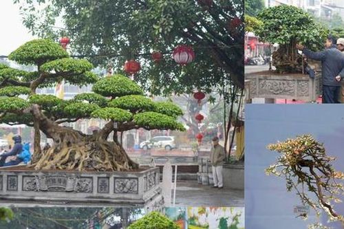 Chiêm ngưỡng 200 cây cảnh độc đáo của làng cổ Hà Nội, có cây giá lên đến cả tỷ đồng