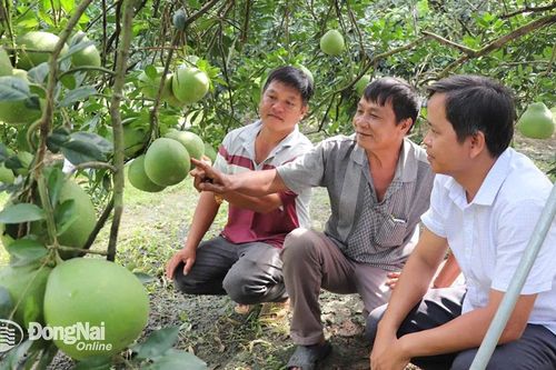 Khấm khá từ trồng bưởi