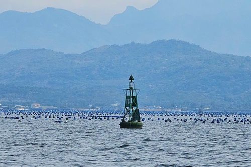 TP. Cam Ranh: Yêu cầu giải tỏa lồng bè nuôi trồng thủy sản trong phạm vi tuyến luồng hàng hải Ba Ngòi