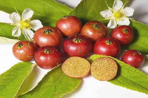 Dưới tán cây trứng cá…
