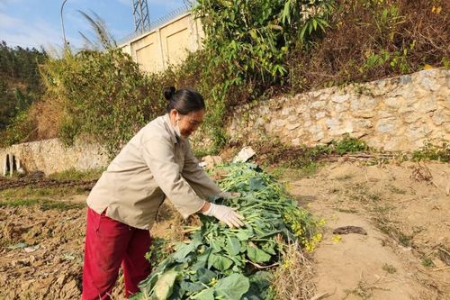 Rau xanh được mùa, mất giá