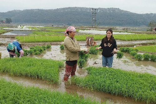 Nông dân Lào Cai tập trung xuống đồng làm đất gieo cấy lúa xuân