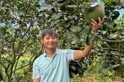 Nông dân trẻ chuyển đổi đất lúa trồng bưởi da xanh