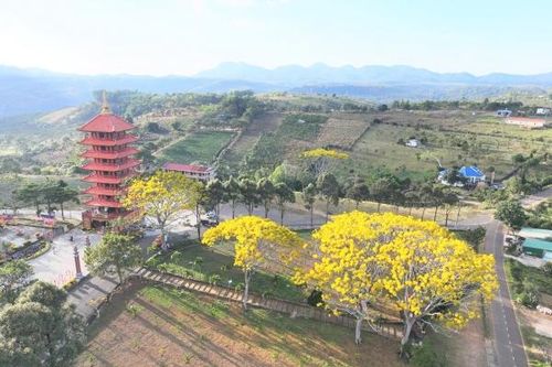 Đắm say phượng vàng khoe sắc đầu xuân