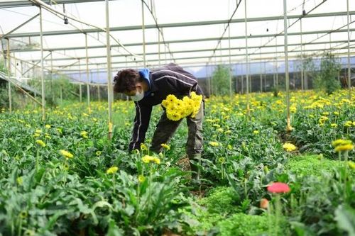 Nông dân Đà Lạt phấn khởi khi nhiều loại hoa giá tăng mạnh những ngày đầu năm