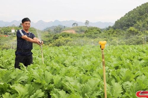 Xanh mướt những vùng rau an toàn