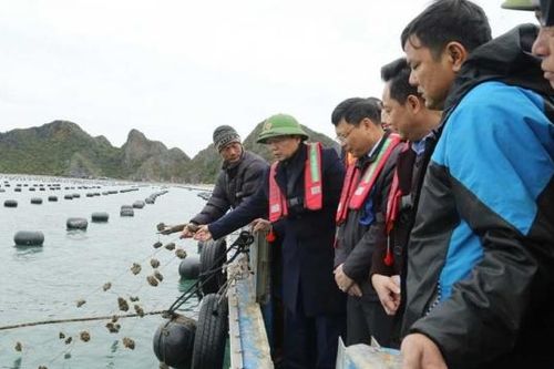Phó Thủ tướng Chính phủ Trần Hồng Hà kiểm tra hoạt động nuôi trồng thủy sản tại Vân Đồn, Quảng Ninh