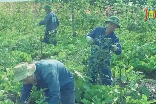 Bộ đội Việt Nam biến sa mạc châu Phi thành vườn rau