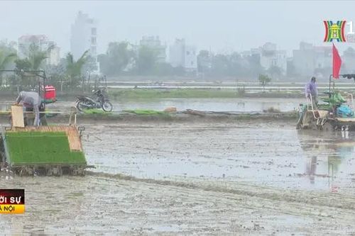 Phú Xuyên tổ chức lễ xuống đồng cấy lúa xuân