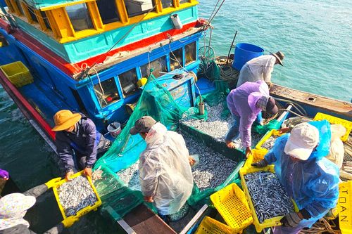 Cá cơm đầy ắp khoang tàu, ngư dân Bình Định 'hốt lộc' đầu năm