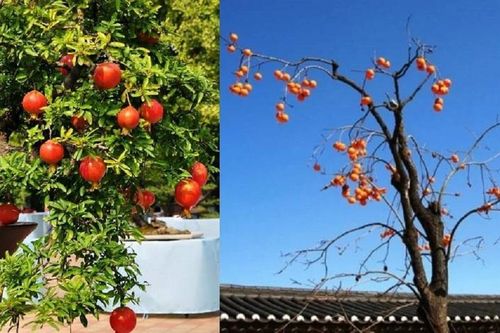 Vì sao 'phía đông trồng lựu hốt vàng, phía tây trồng hồng hốt bạc'?