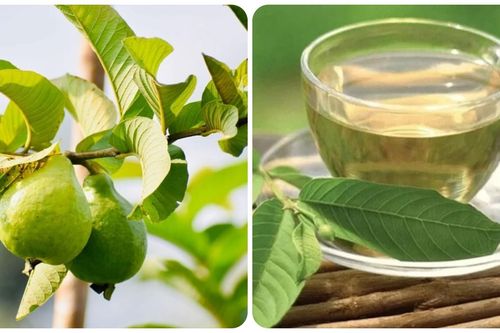 7 lợi ích tuyệt vời của lá ổi với sức khỏe