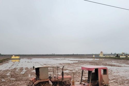 Ninh Bình: Khoảng 3.000 ha đất chưa có nước cấy do mặn xâm lấn