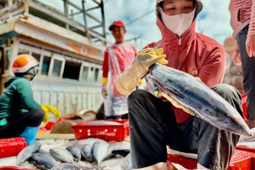 Ngư dân Quảng Ngãi trúng đậm hải sản đầu năm