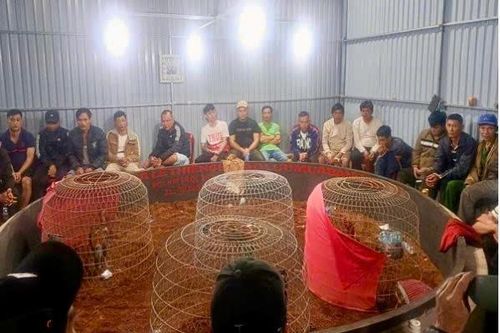 Đắk Lắk: triệt phá địa điểm đá gà ăn tiền quy mô lớn
