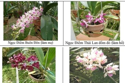 Lưu giữ nguồn gen lan Ngọc Điểm