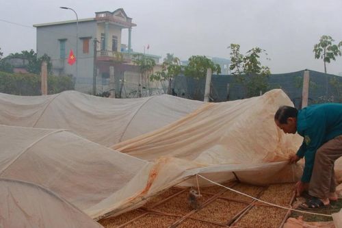 Nam Định khuyến cáo tạm ngừng gieo cấy lúa xuân do rét đậm kéo dài