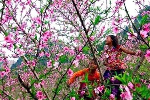 Đông du khách đến trải nghiệm lễ hội hoa anh đào ở Sơn La
