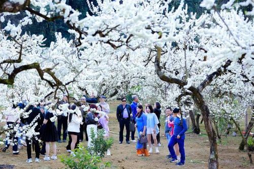 Xôn xao hình ảnh du khách 'sống ảo' đánh đu, lắc cành hoa mận ở Lào Cai