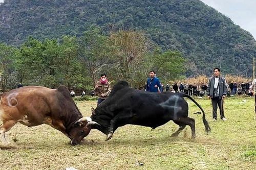 Hàng nghìn khán giả cổ vũ chọi bò ở Lễ hội Lồng tồng