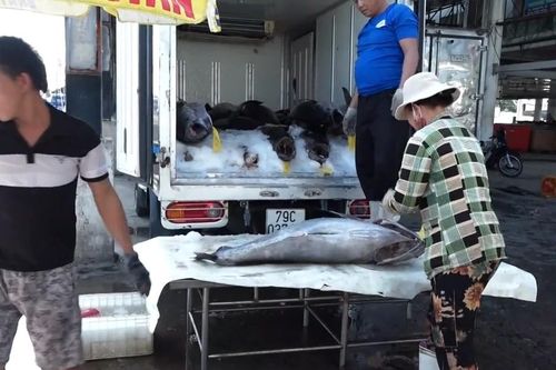 Ngư dân Khánh Hòa đón 'lộc' đầu năm từ cá ngừ đại dương