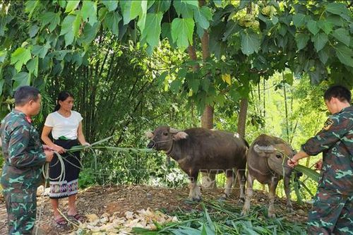 Giúp người dân vùng cao ở Thanh Hóa giảm nghèo