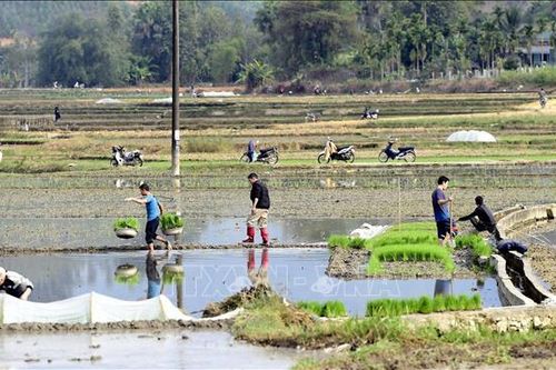 Ngày đầu lấy nước đợt 2: Gần 89% diện tích đủ nước cho gieo cấy vụ Đông Xuân