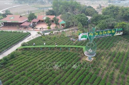 Lễ hội Hương sắc trà xuân - Vùng chè đặc sản Tân Cương