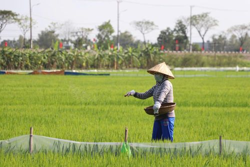 Nông dân phấn khởi sản xuất sau Tết