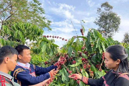 'Jrai Ialy Coffee': Hành trình đưa cà phê sạch từ làng ra phố