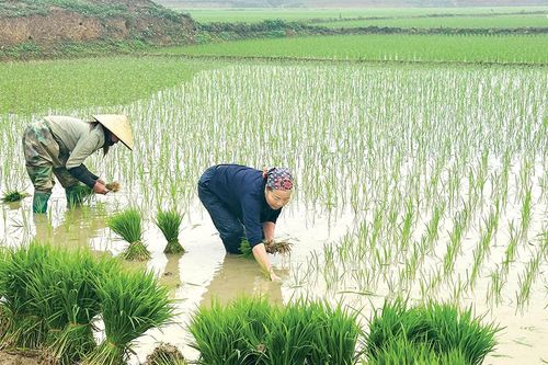 Xuân ấm ruộng đồng
