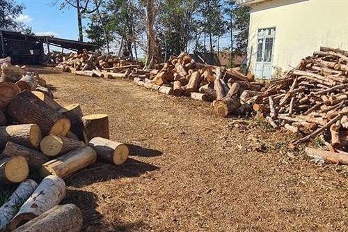 Chuyển Công an tỉnh điều tra vụ phá rừng quy mô lớn ở Đắk Nông