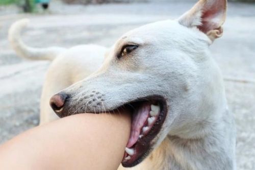 Nhiều trẻ bị chó mèo cắn trong 9 ngày nghỉ Tết Nguyên đán