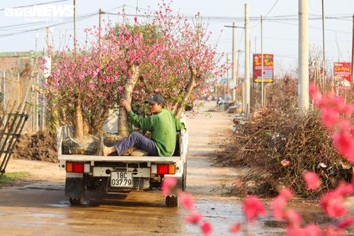 Đào Nhật Tân từ phố về vườn, chờ 'hồi sinh' cho Tết năm sau